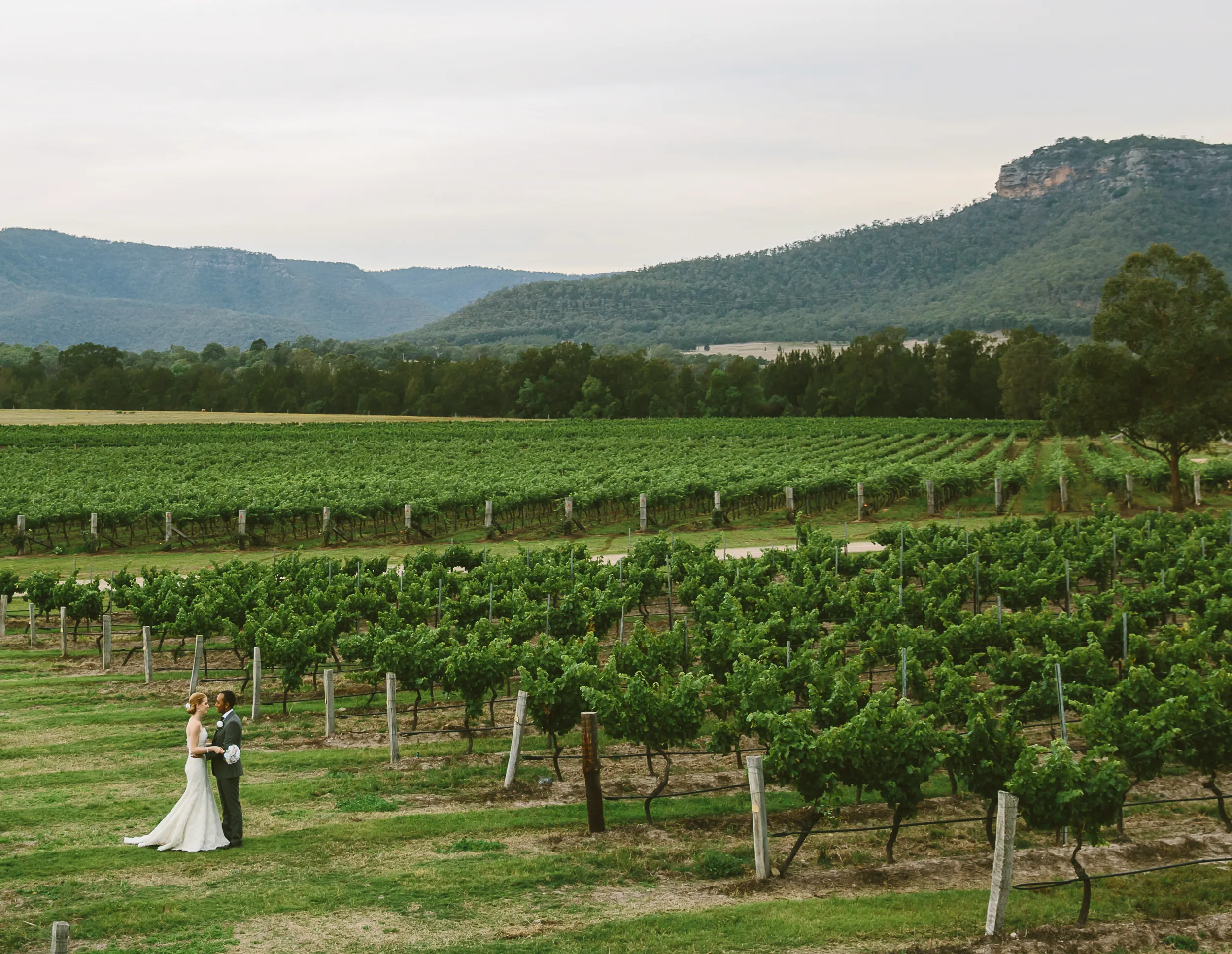 Margan vineyard landscape