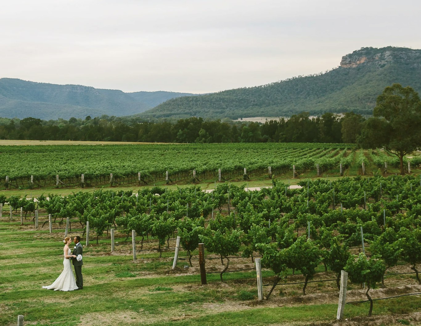 Margan vineyard landscape