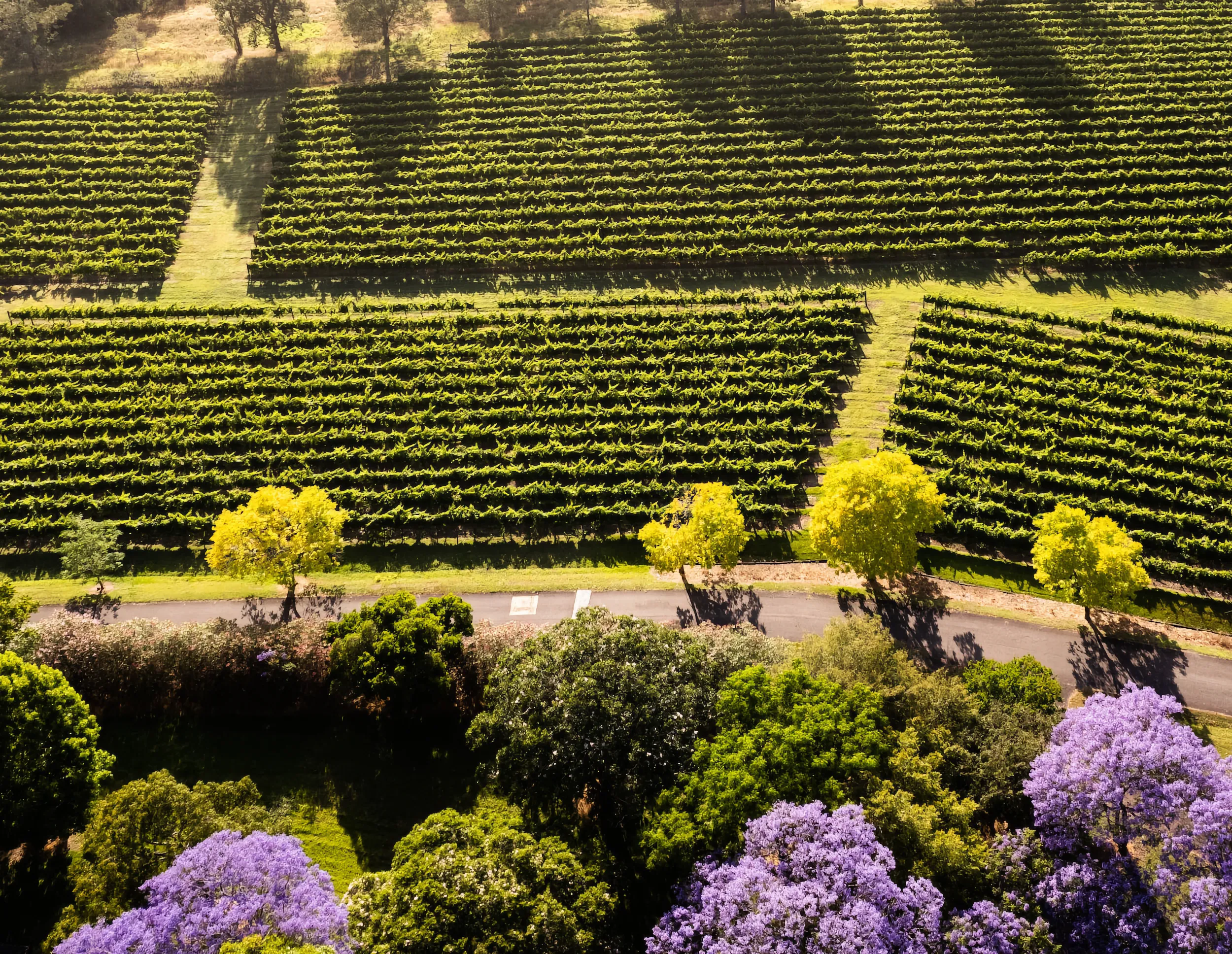 Aerial view of the Dalwood vineyards