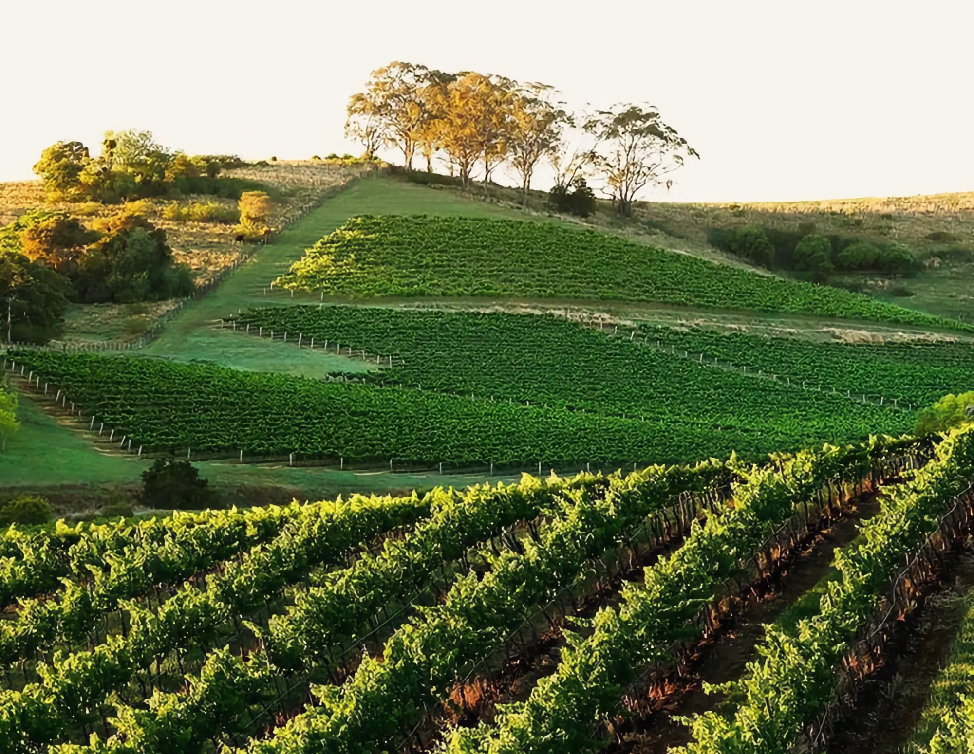 Vineyard view at Briar Ridge