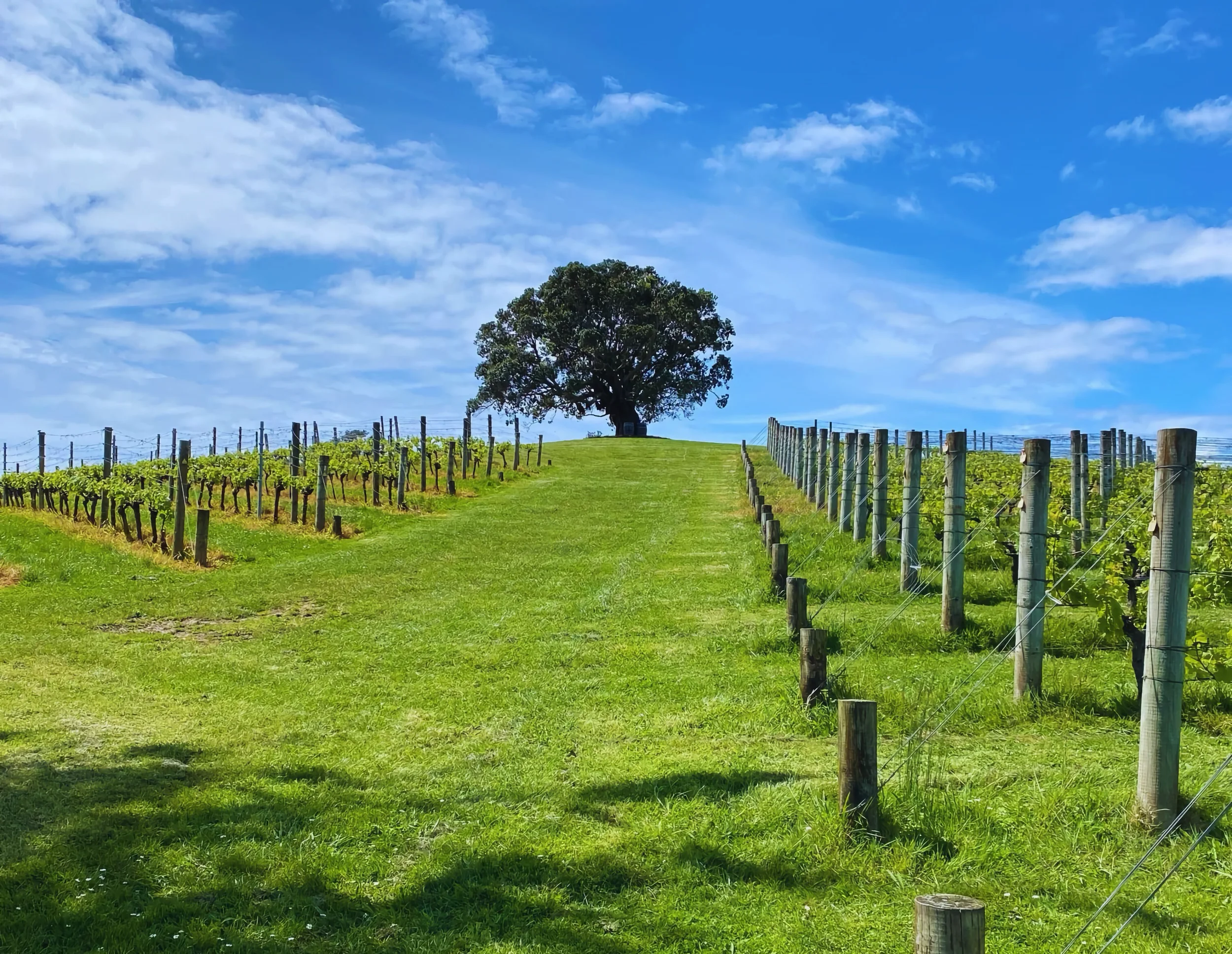 Vineyard at Goldie Estate