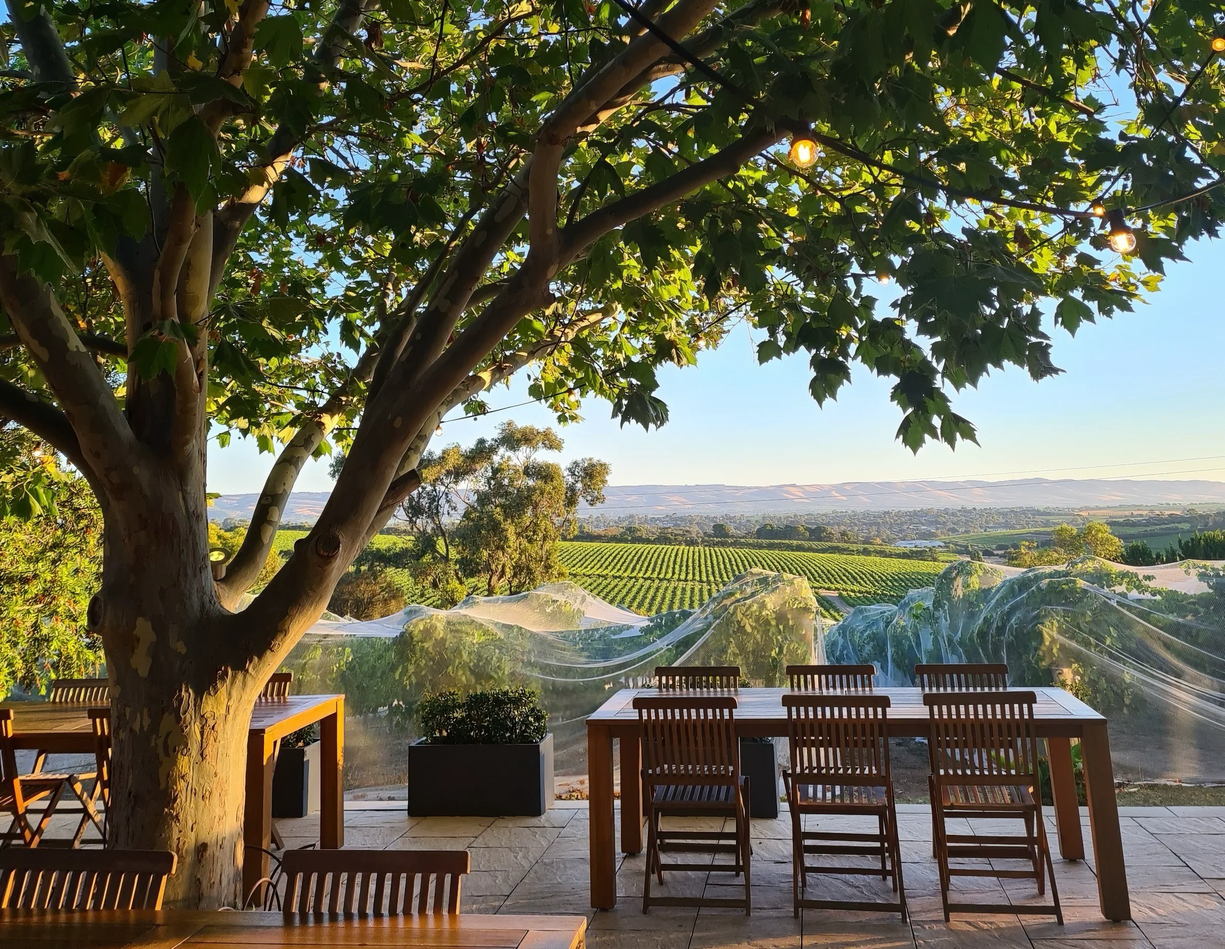 Vineyard views from Beack Road Wines