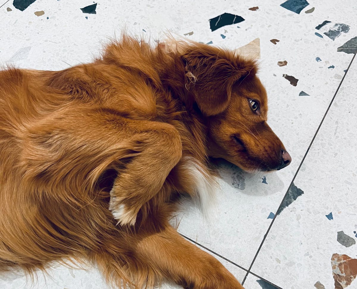 Dog named 'Osha' laying on the ground and showing her belly