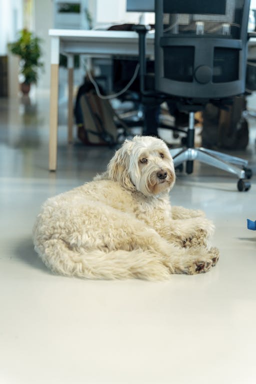 A white labradoodle lying on a light grey floor in an office environment.