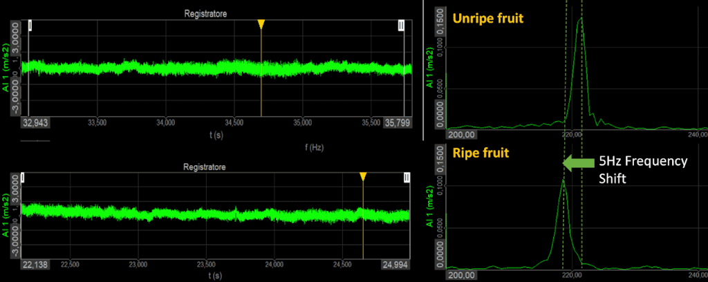 Fig.4. Un esempio di confronto tra frutti acerbi e maturi. I segnali grezzi (a sinistra) del dominio del tempo misurati dall'accelerometro che toccano la buccia degli avocado eccitati attraverso lo shaker. A destra, la corrispondente funzione di trasferimento meccanico nel dominio della frequenza.