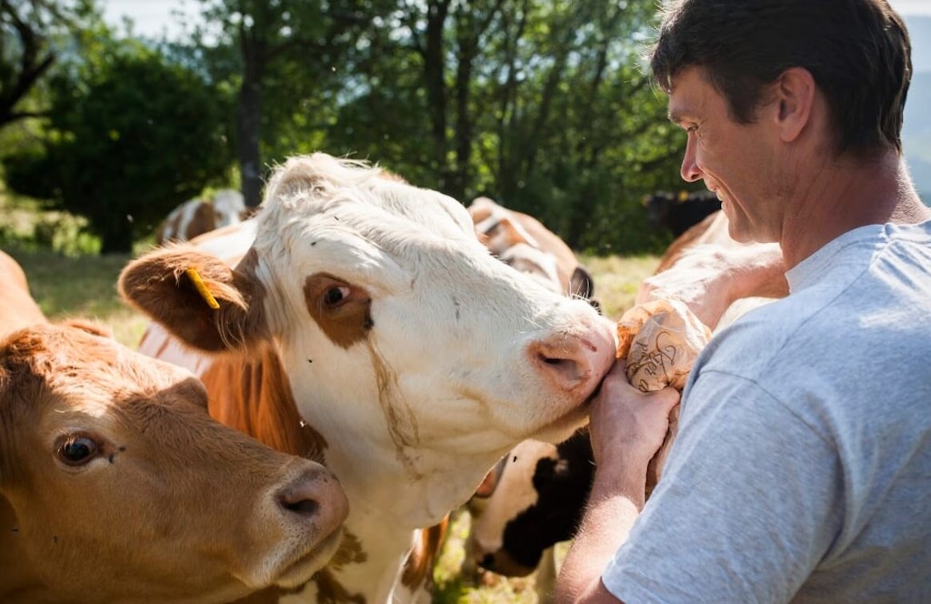 workshop on the hill - cows