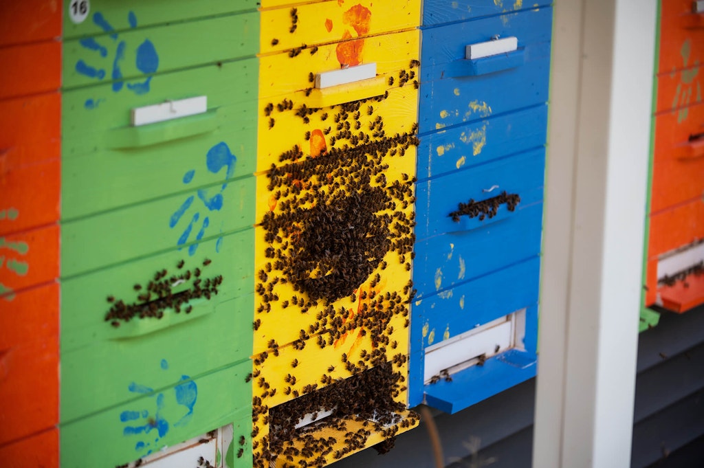 Honeybees at a Northern Ohio Backyard Apiary.