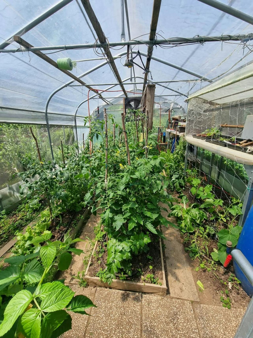 View through the door into the greenhouse