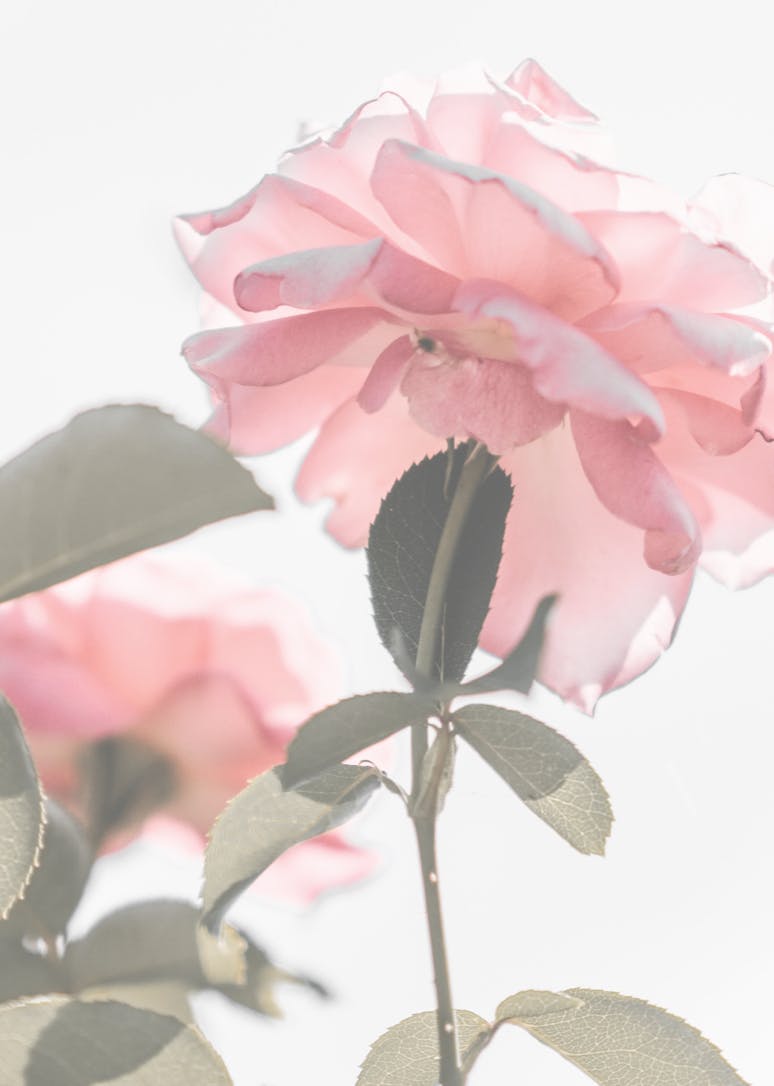 Pink flower