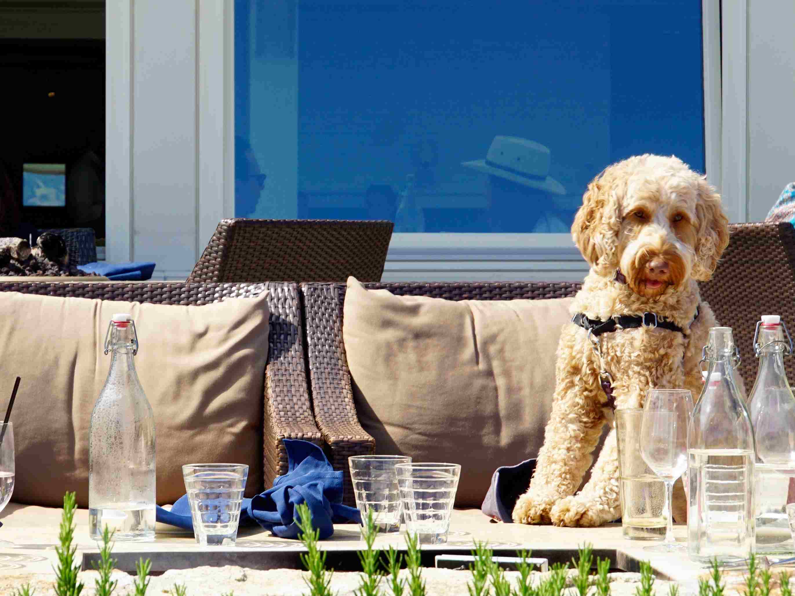 Joshua Tree Vacation Rentals Pets
