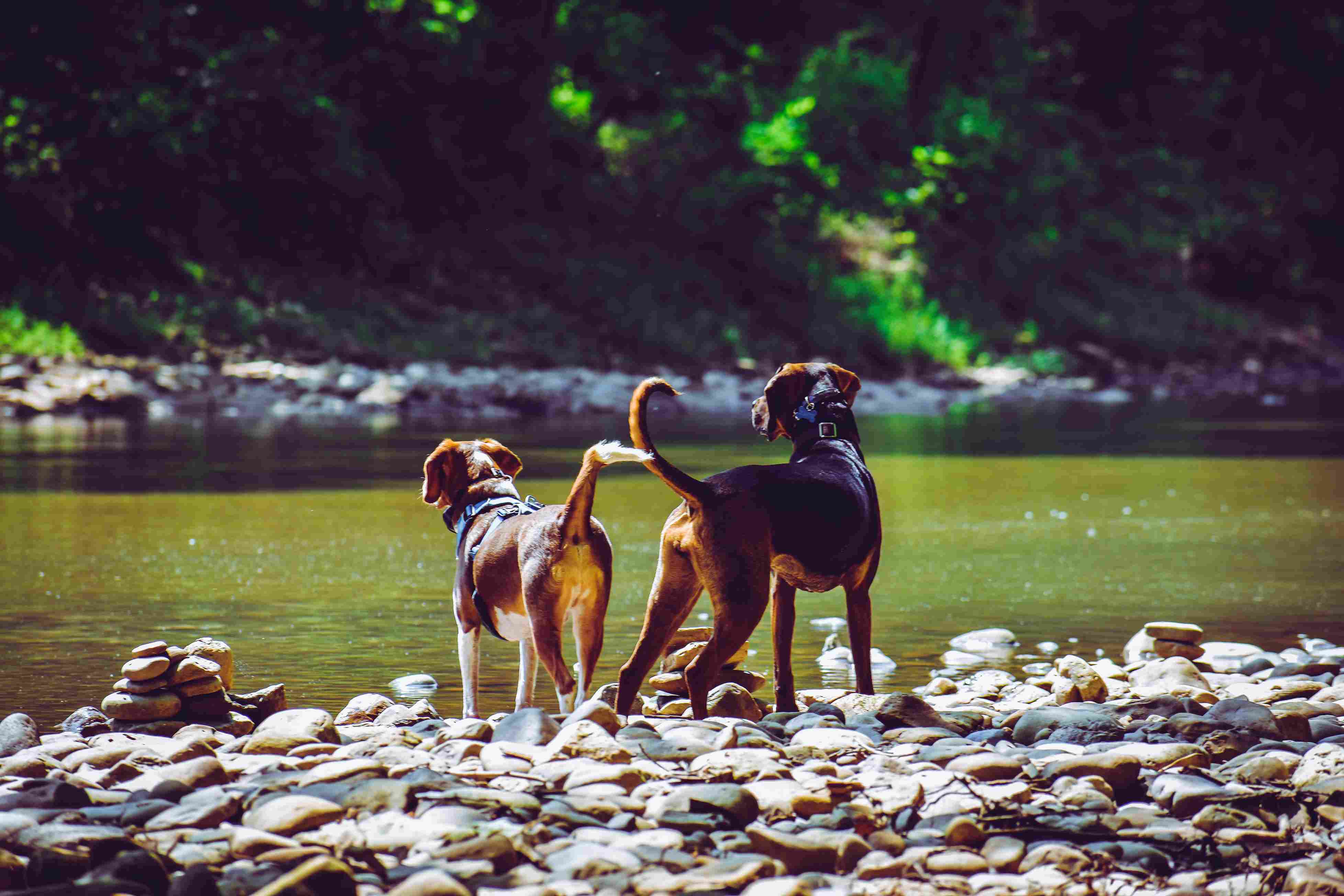 New York Vacation Rentals Pets