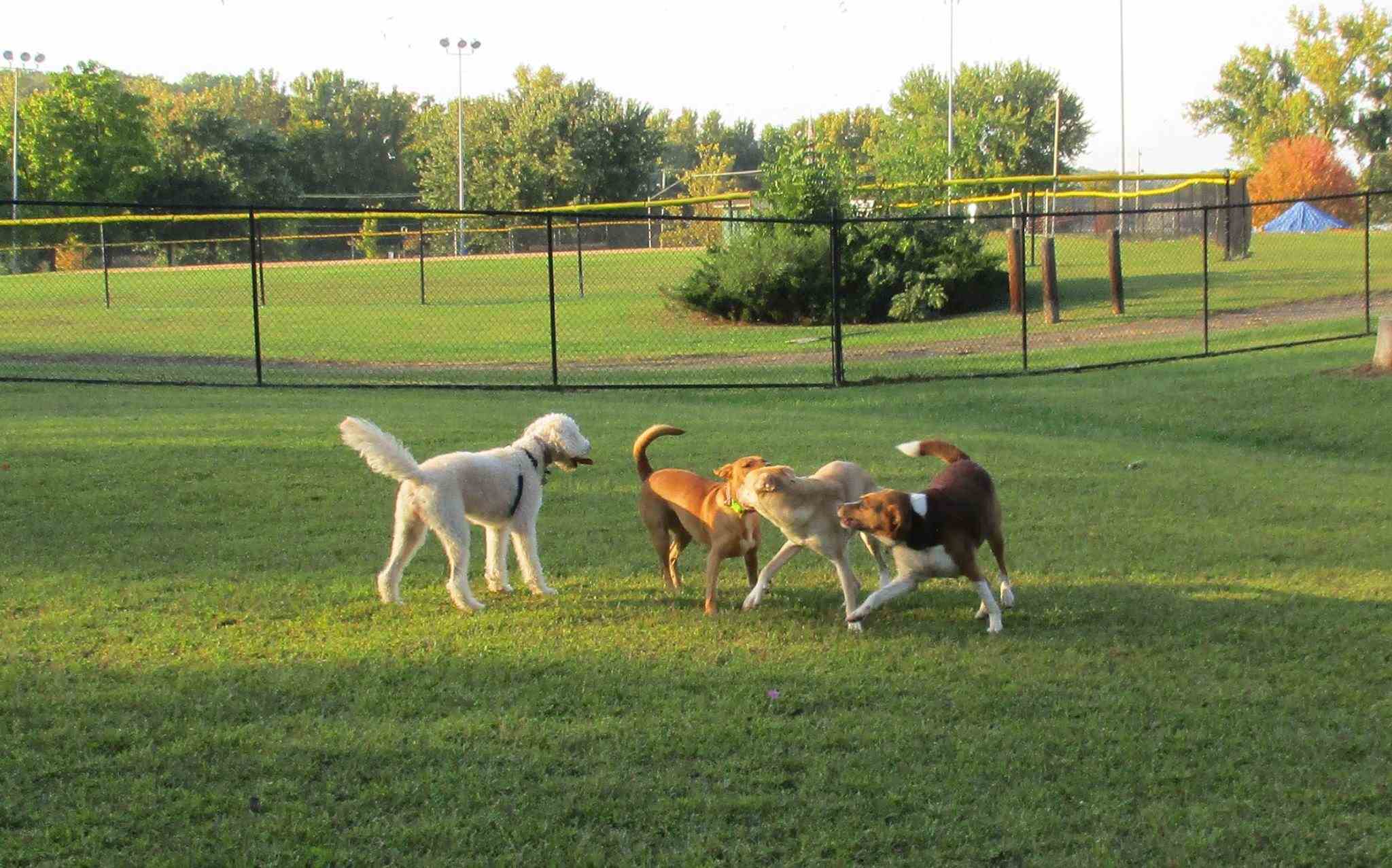 New York Vacation Rentals Pets