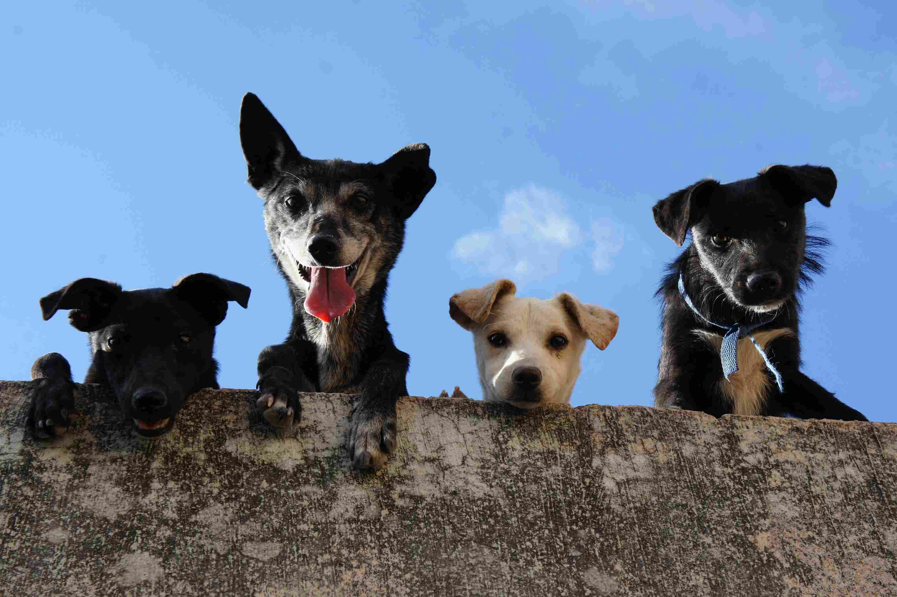 New York Vacation Rentals Pets
