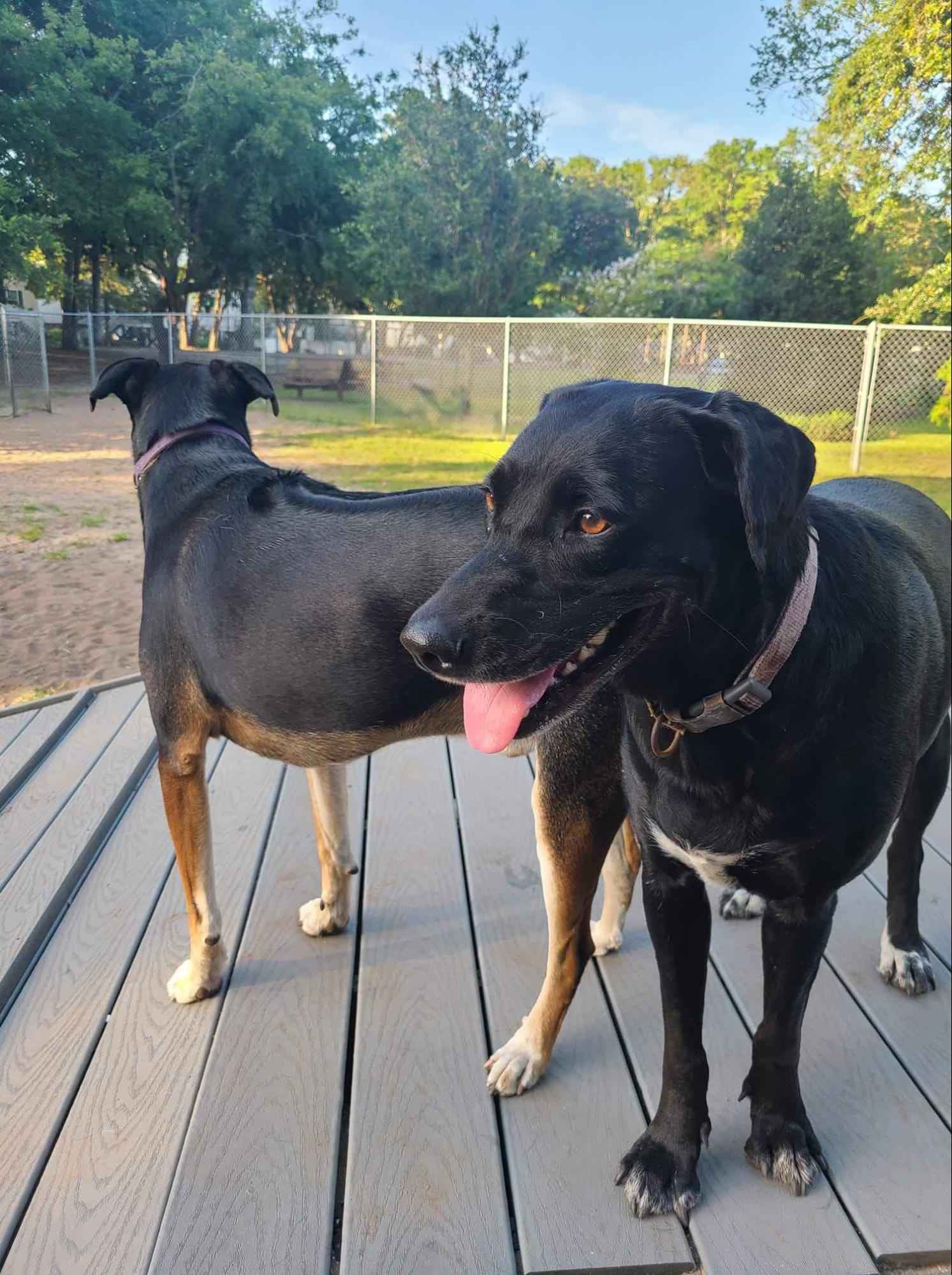 Myrtle Beach Vacation Rentals Pets