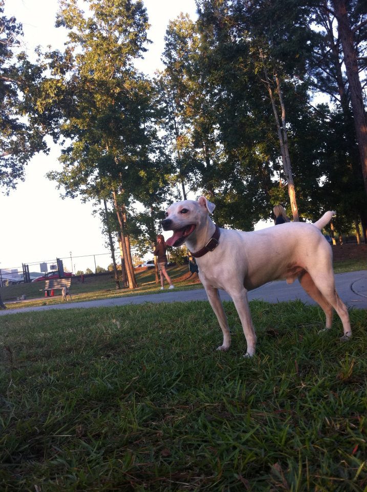 Myrtle Beach Vacation Rentals Pets