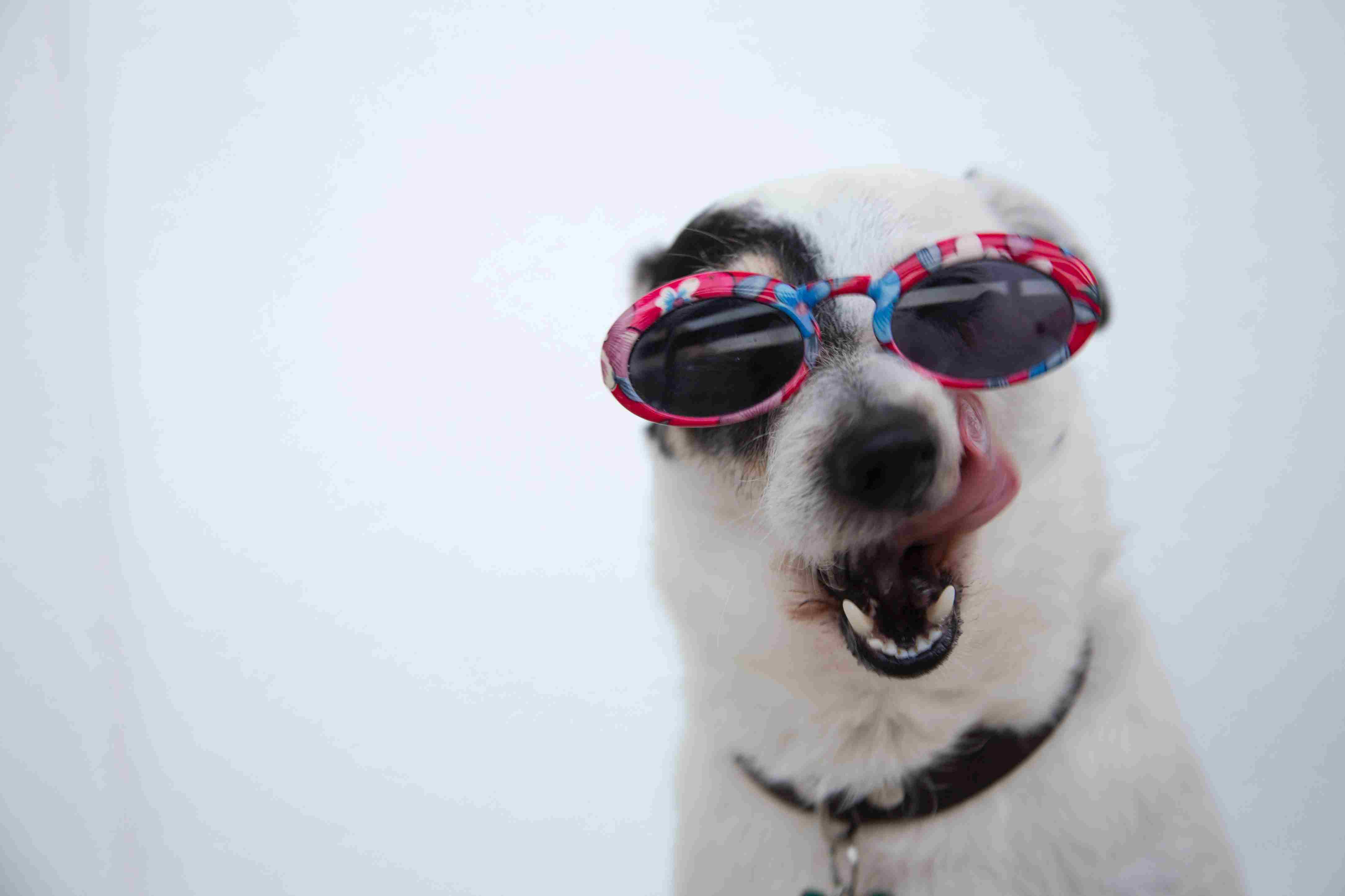 Myrtle Beach Vacation Rentals Pets
