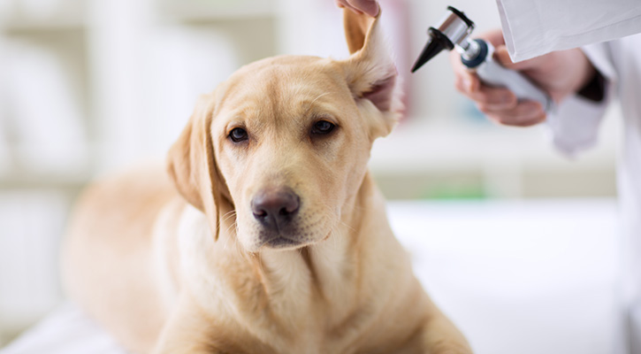 Myrtle Beach Vacation Rentals Pets