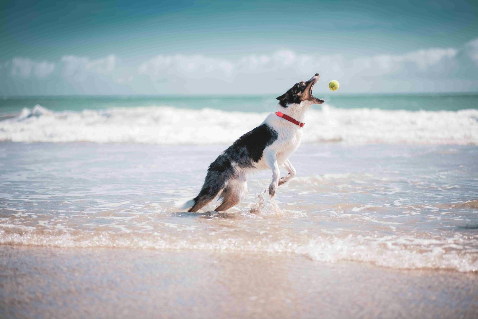 Myrtle Beach Vacation Rentals Pets