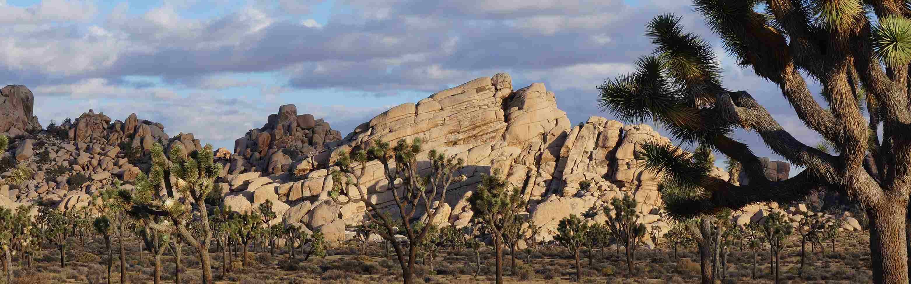 Joshua Tree National Park