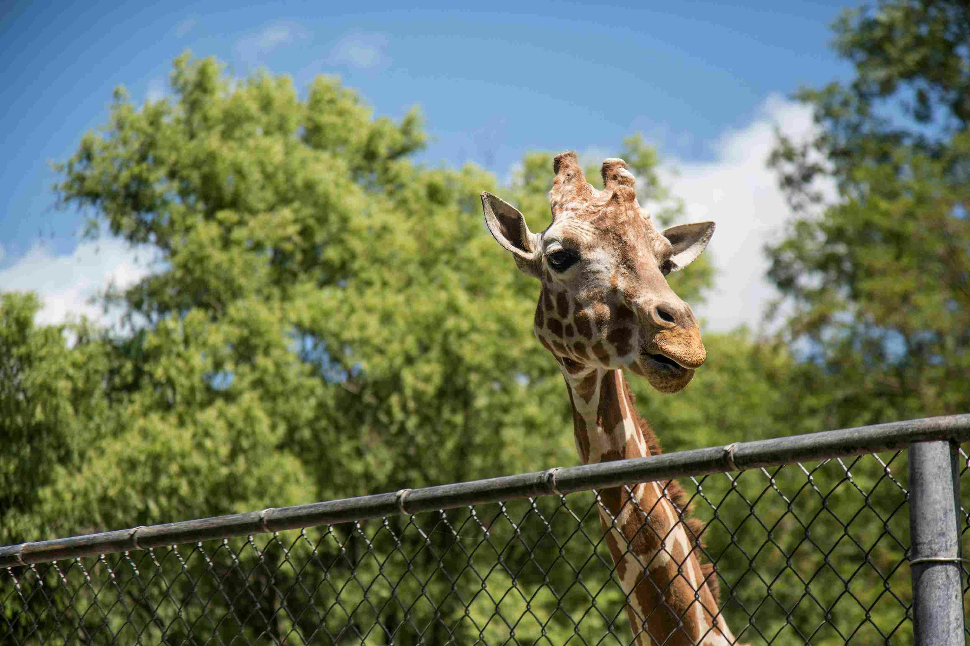 wildlife activities san diego