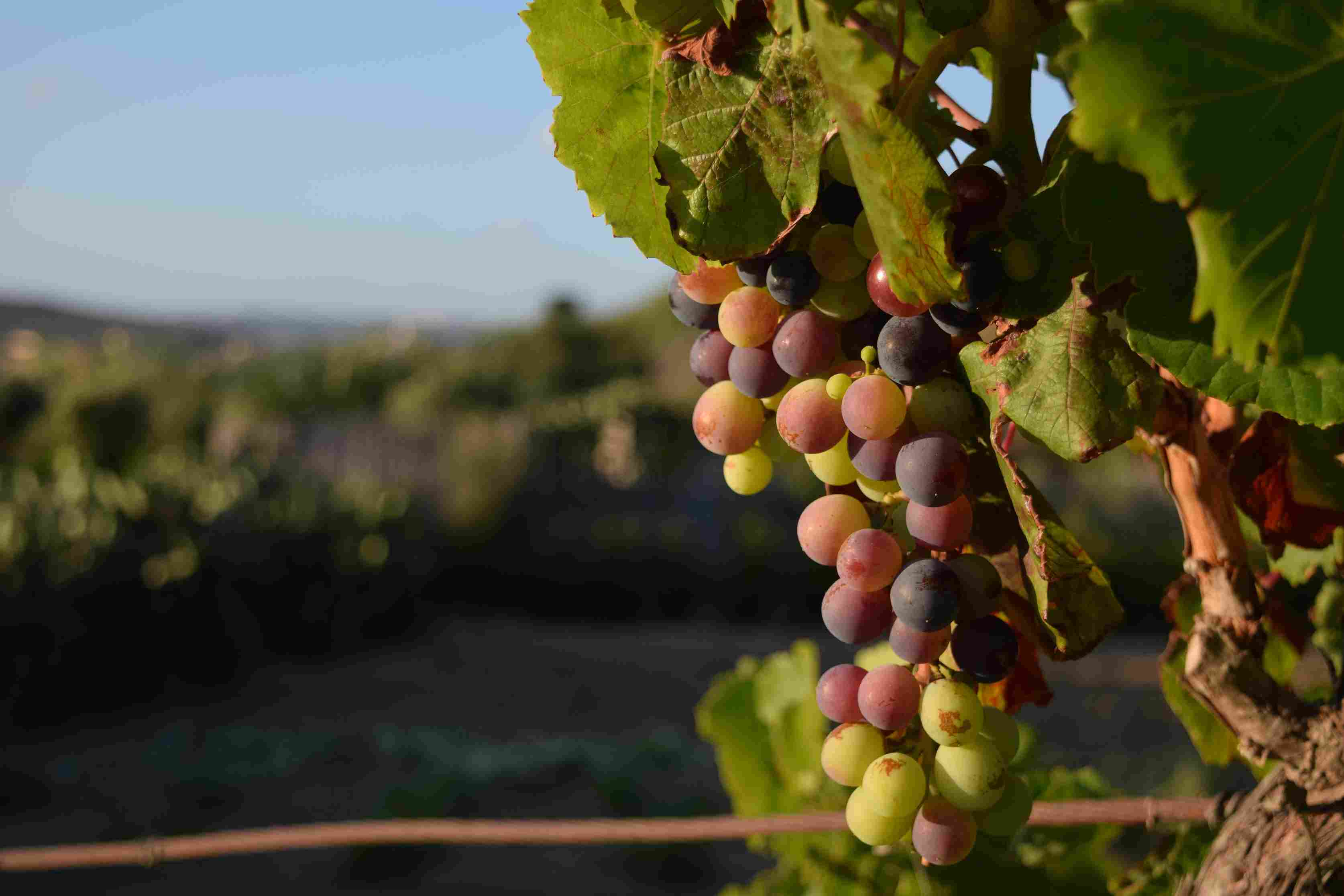 Grape vineyard near me clearance