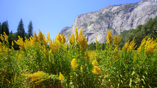 Yellow flowers in a valley with rocky mountains in the background.