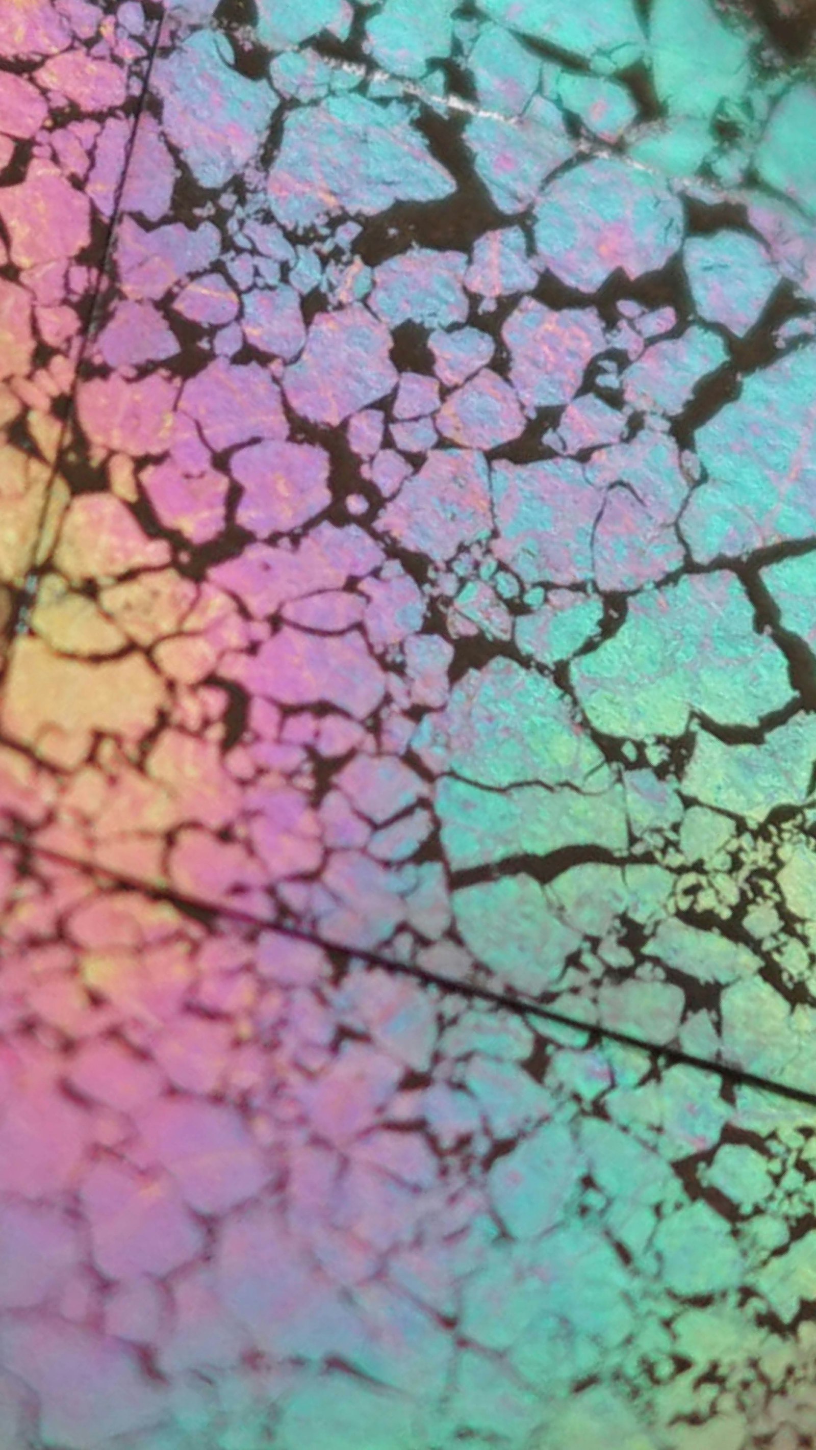 Ecology of Colour - Structurele Kleur Detail