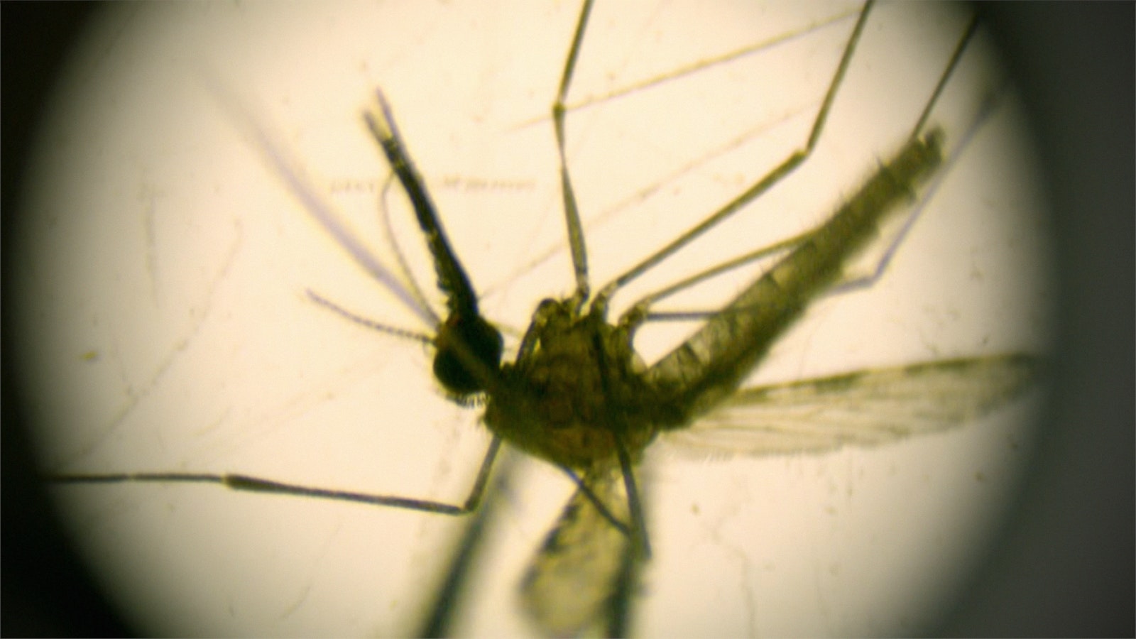 A close-up image of a mosquito seen through the Ghanaian scientist's microscope. It's magnified body forms a large silhouette