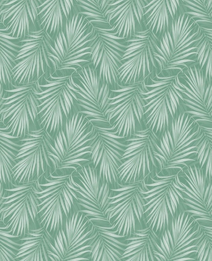 Areca