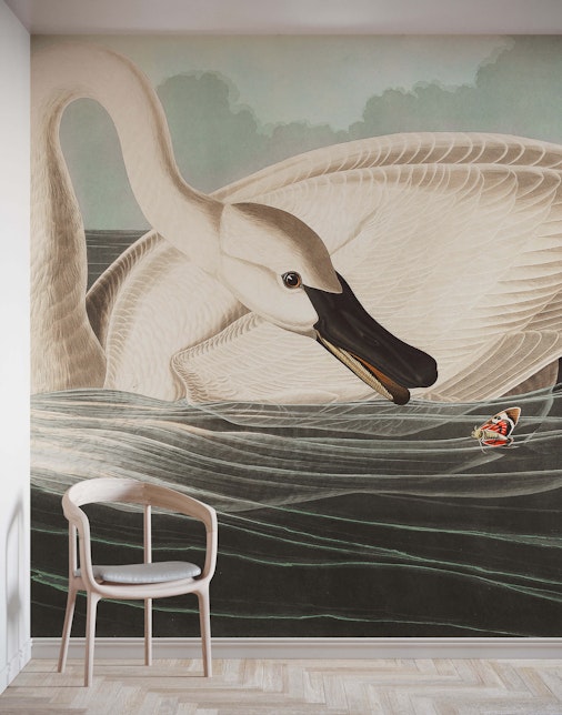 Cygnet
