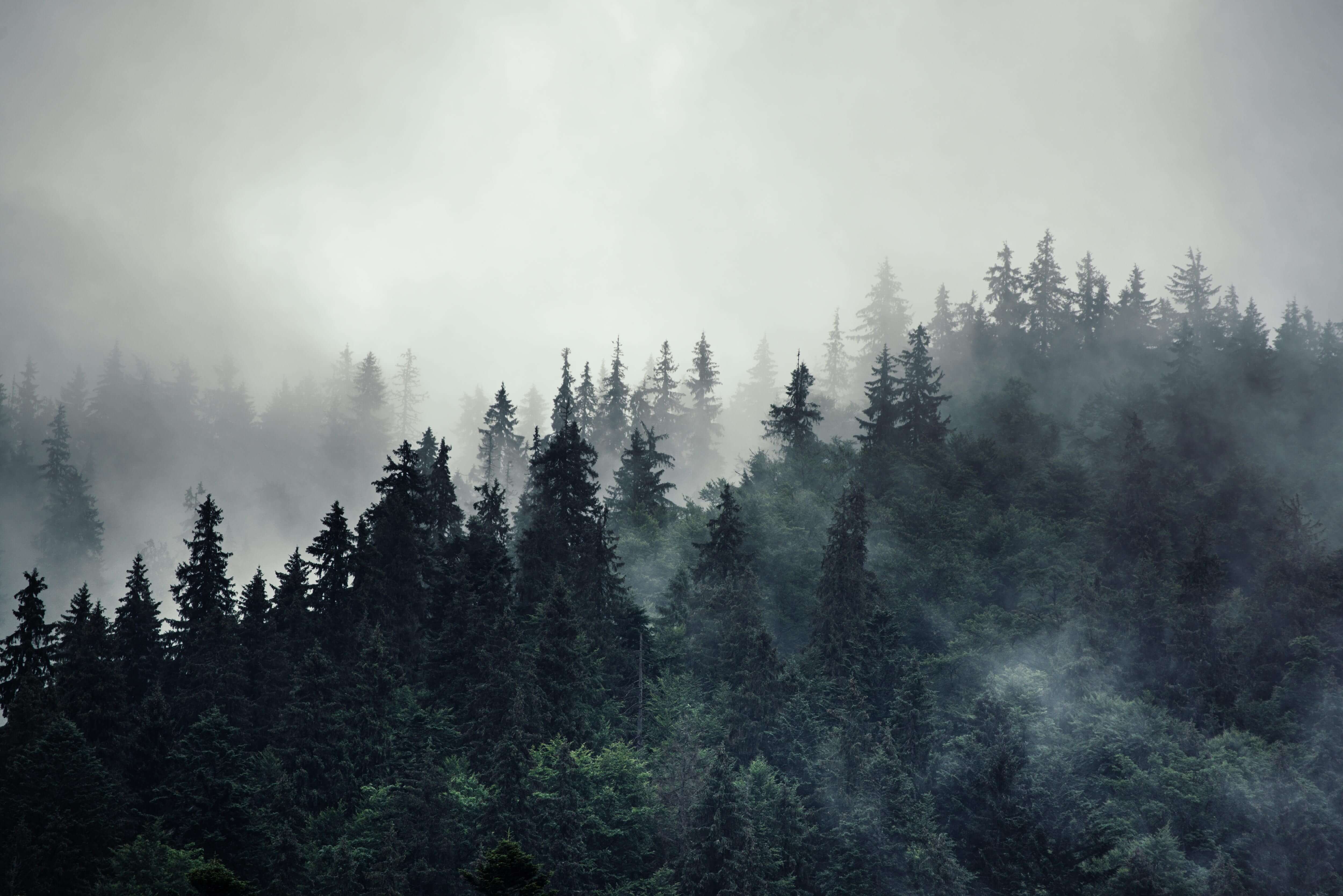 Misty Pine Forest Wallpaper | Mountain Scene | Bobbi Beck