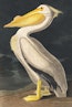 Pelly