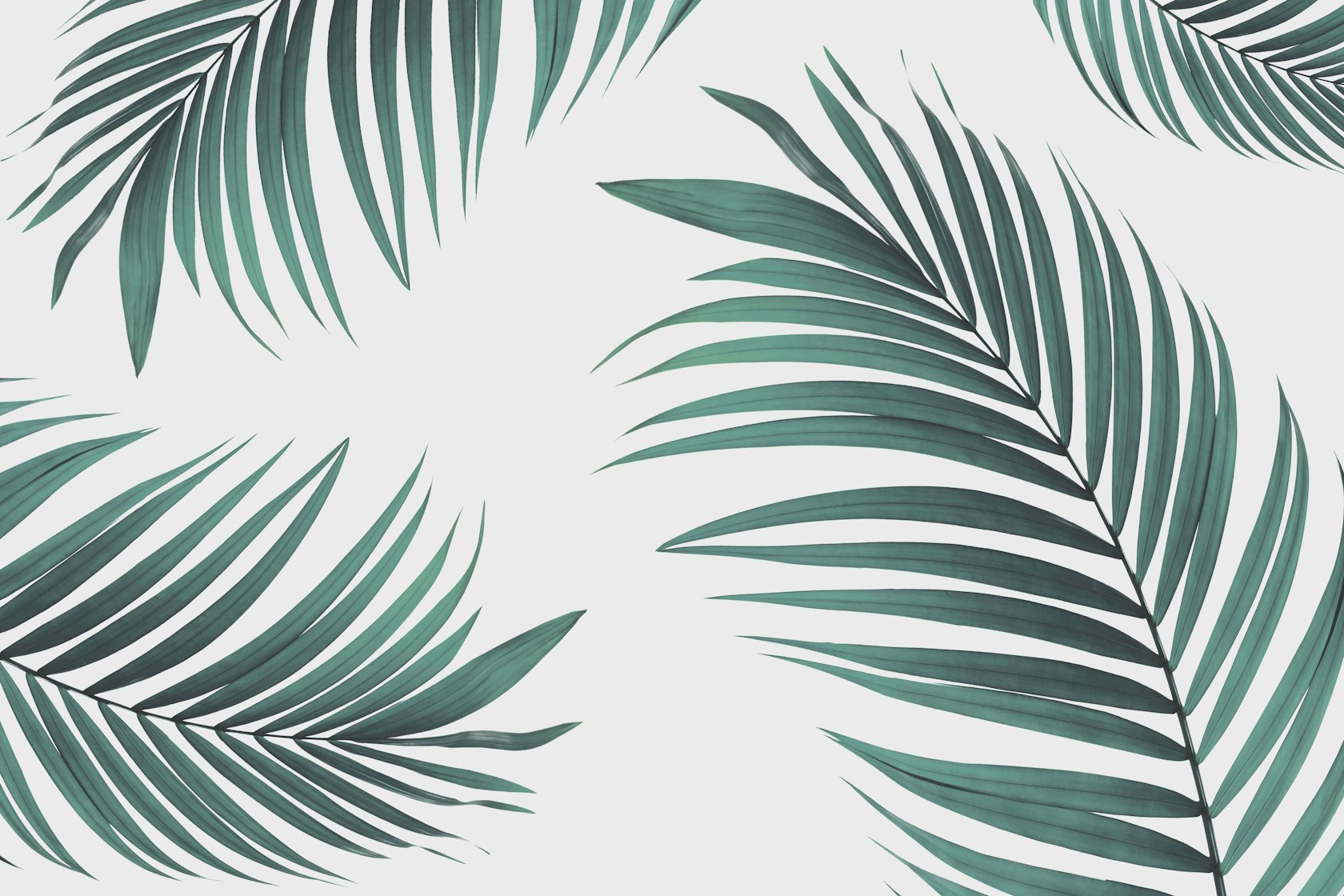 Large Tropical Palm Leaf Wallpaper Mural | Peel & Stick Option | Bobbi Beck