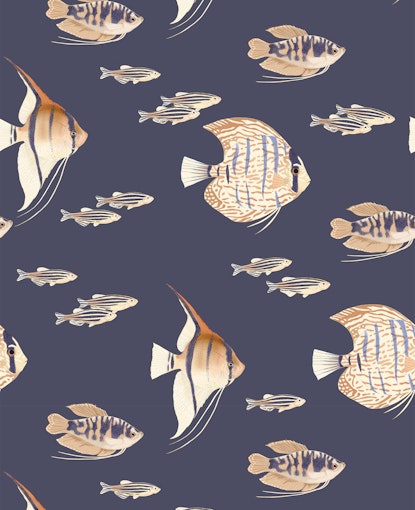 Shoal