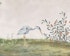 Yoshida