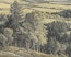 Cohen Image 5