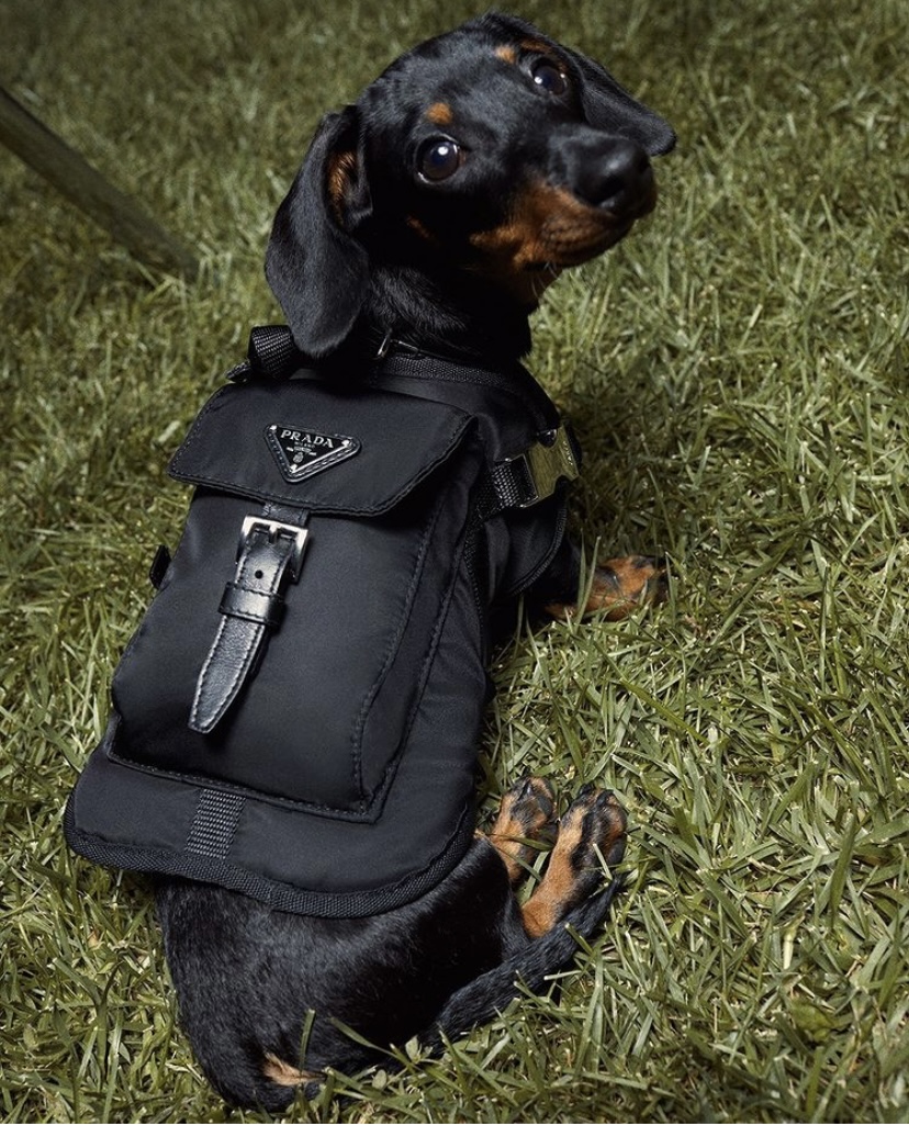 backpacks for dachshunds