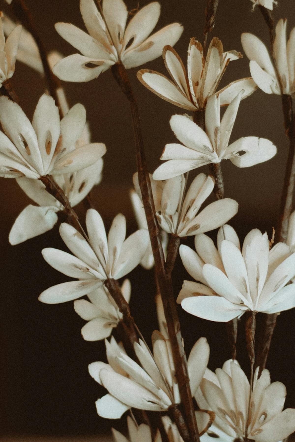 link to Dr. Cappuccino Gallery