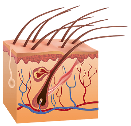 After animation of hair follicles after using the laser hair cap