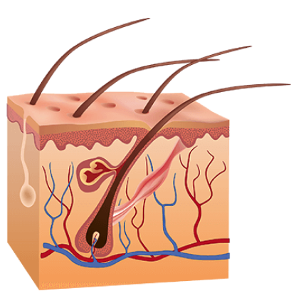 before animation of hair follicles before using the laser hair cap