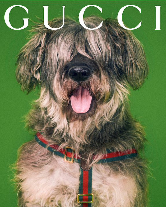 Gucci inspired dog collar deals