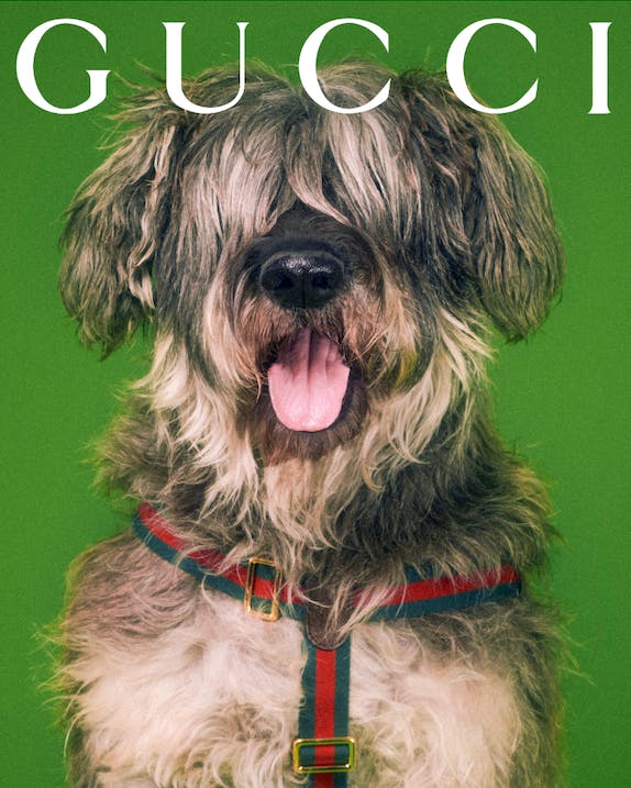 6 Designer Dog Collars — Designer Dog Collars Gucci Dog Collars