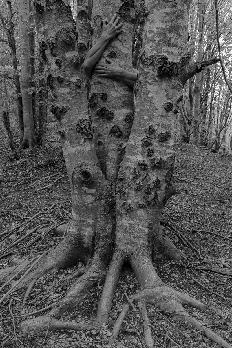 Photo in black and white. Exterior; two arms appear from behind a large three-trunk tree to embrace it.
