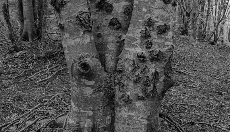 Photo in black and white. Exterior; two arms appear from behind a large three-trunk tree to embrace it.
