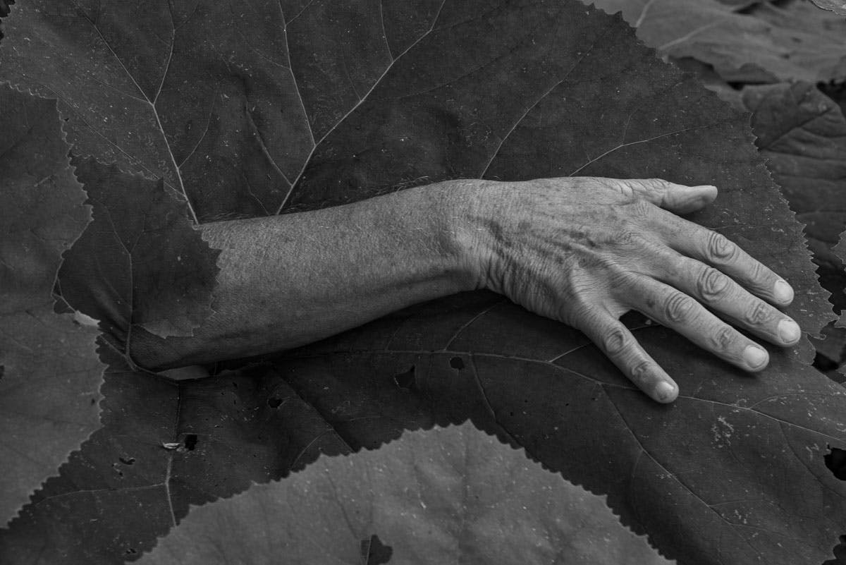 Photo in black and white. A forearm resting on a large leaf. Hand lines close to plant veins.