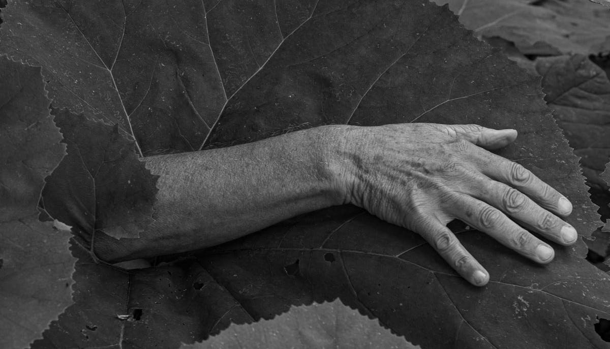 Foto in bianco e nero. Un avambraccio posato su una grande foglia. Linee della mano vicine a venature della pianta.