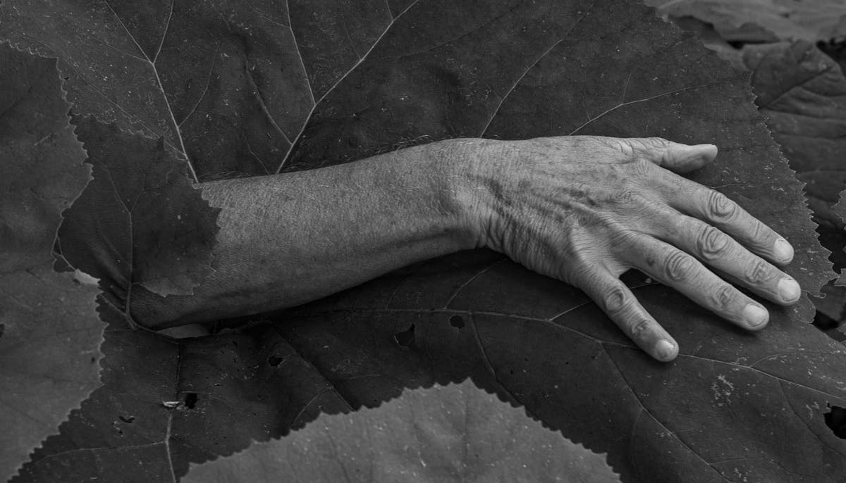 Photo in black and white. A forearm resting on a large leaf. Hand lines close to plant veins.