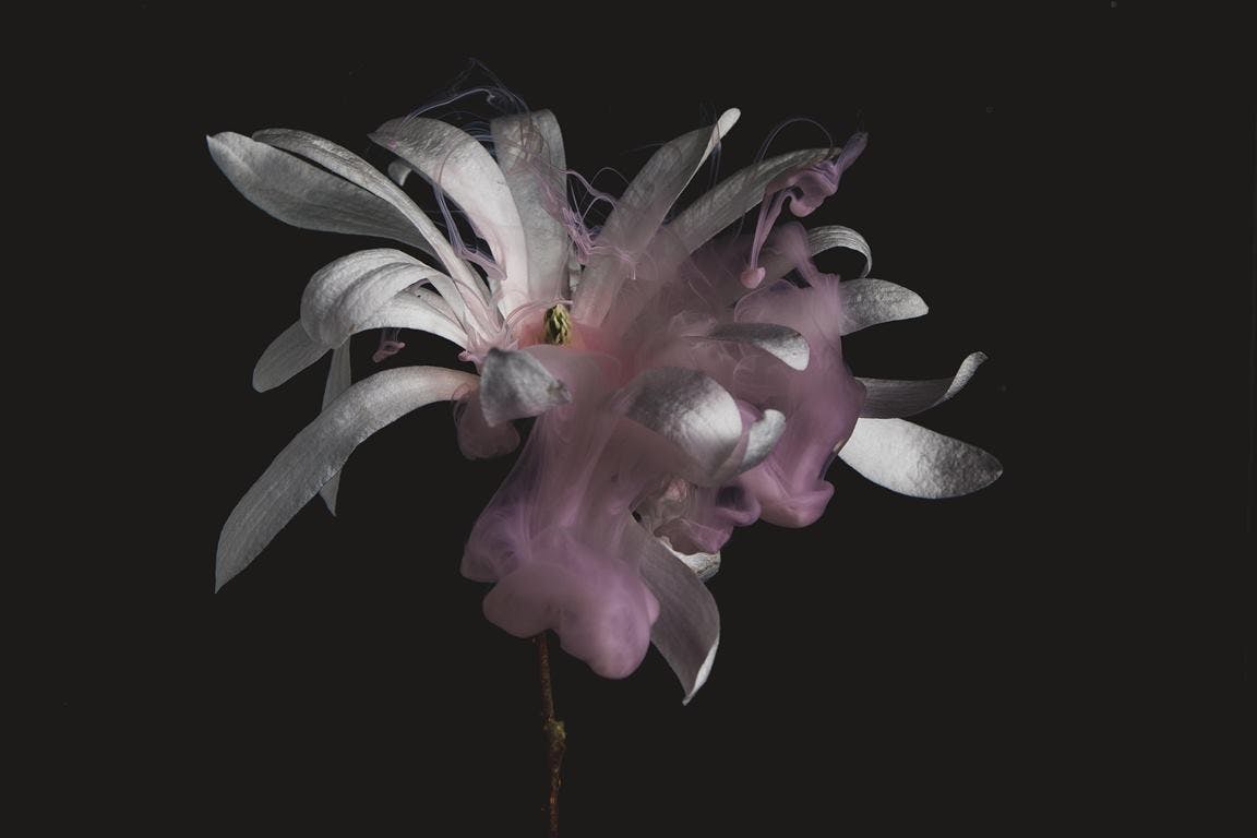 Pink flower on black screen