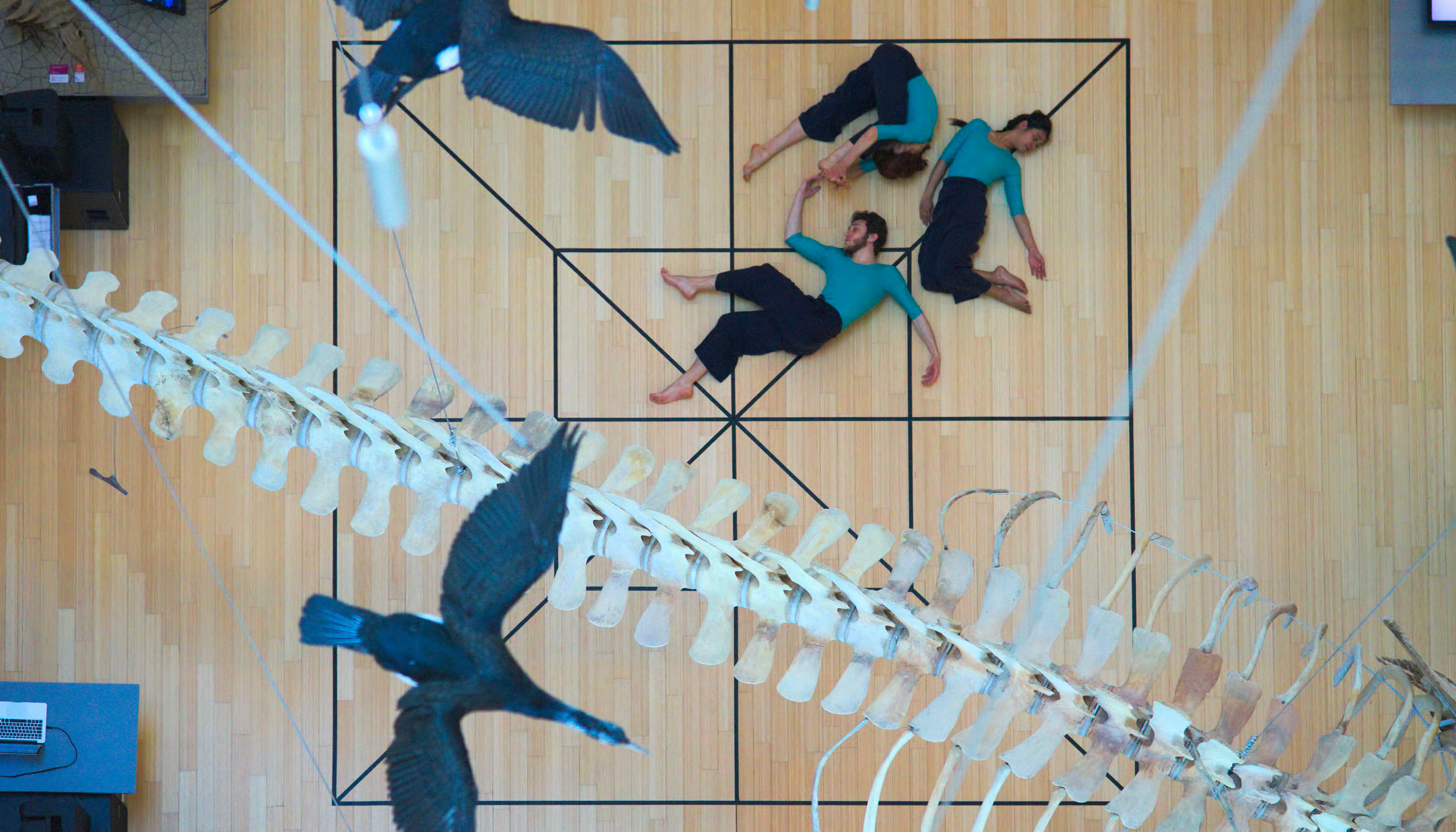 Overhead photograph of a square drawn on the floor of a museum with two dancers and a dancer lying on the drawing