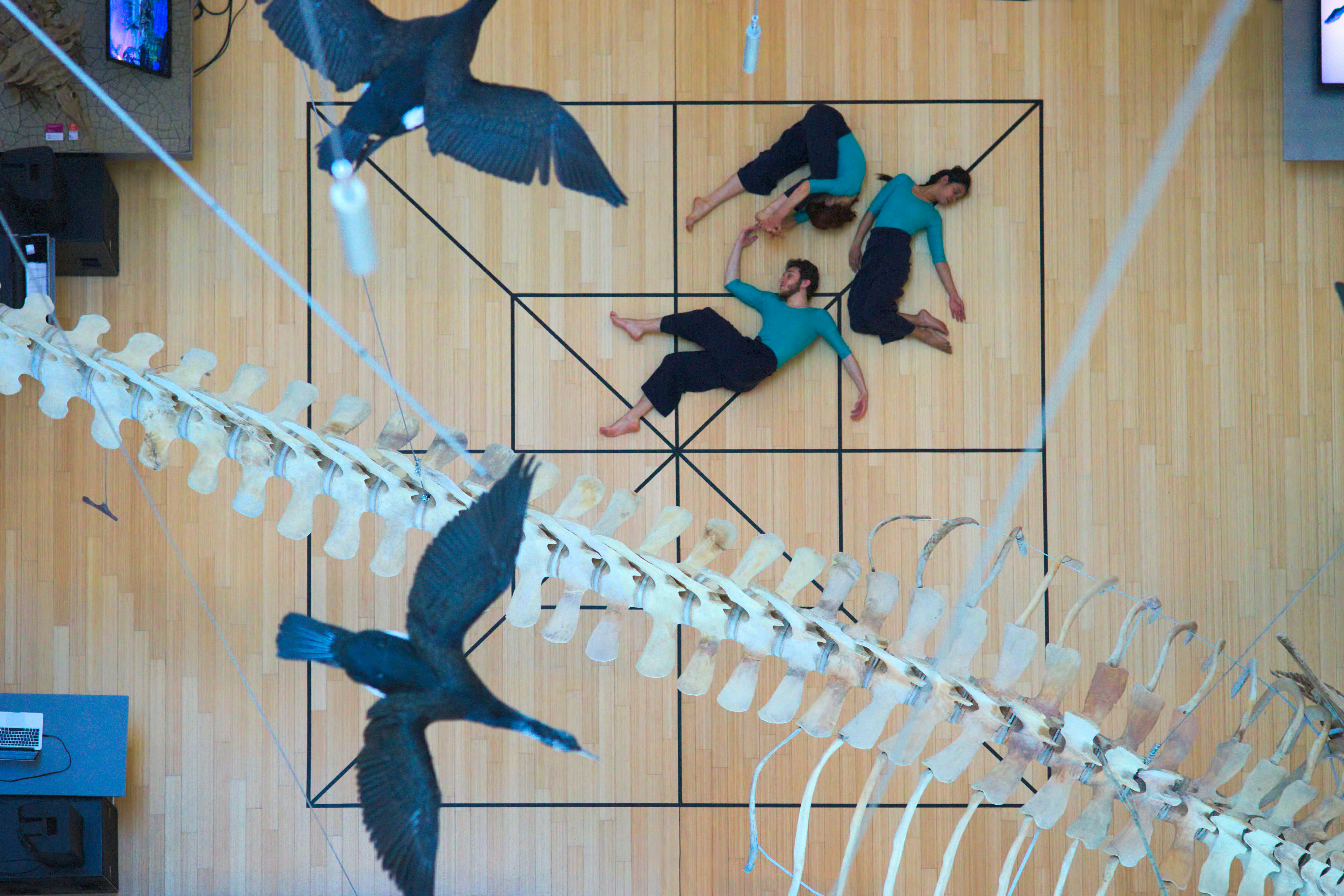 Overhead photograph of a square drawn on the floor of a museum with two dancers and a dancer lying on the drawing